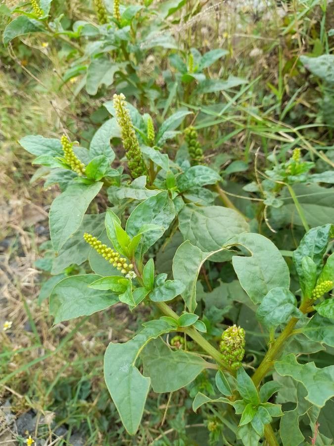 Phytolacca octandra habit