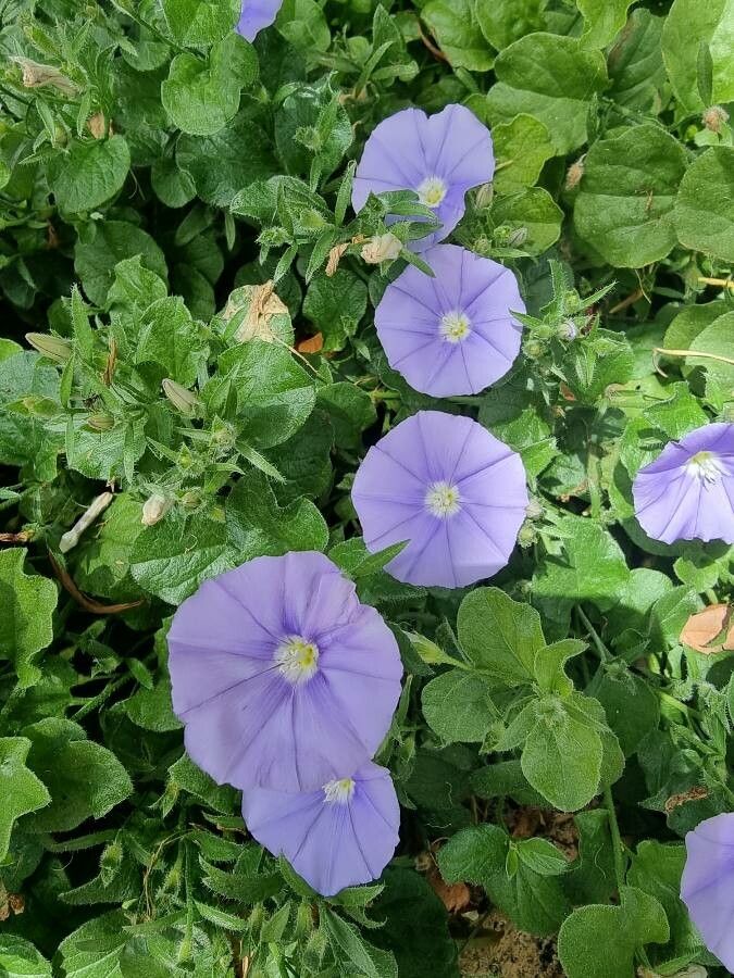 Convolvulus sabatius flower