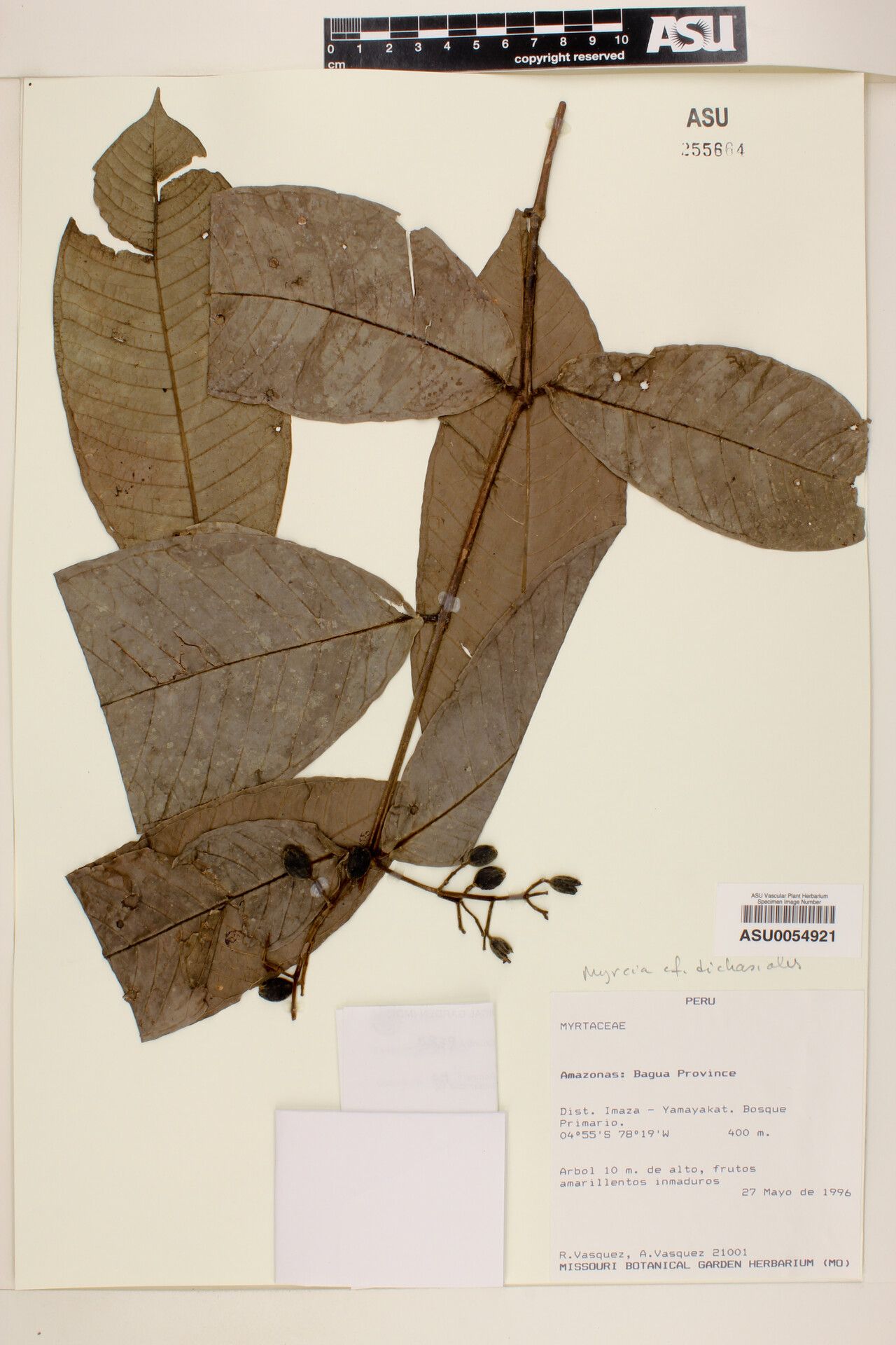 Myrcia dichasialis leaf