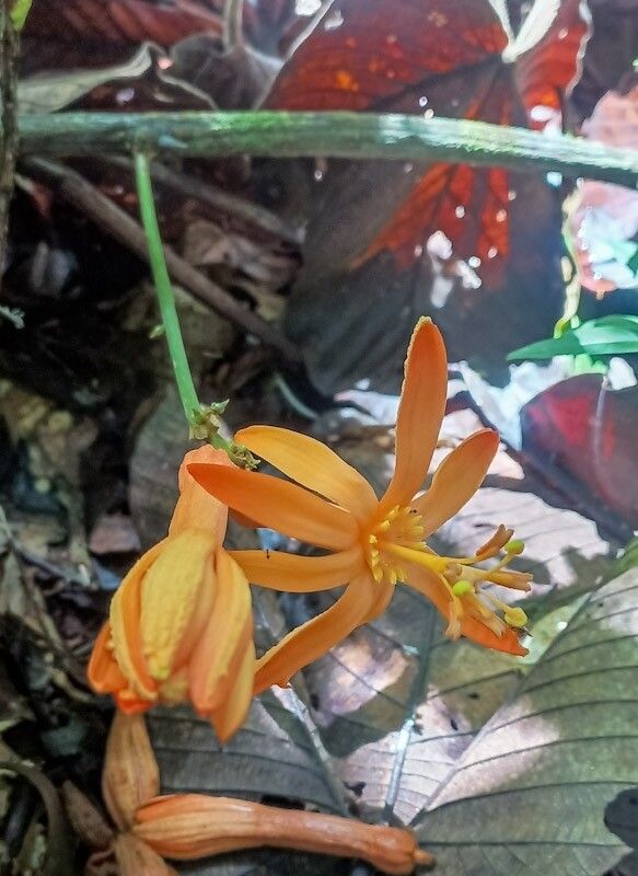 Passiflora spinosa — houseplant care guide