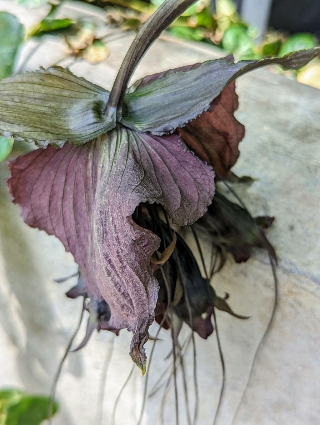 Tacca chantrieri flower