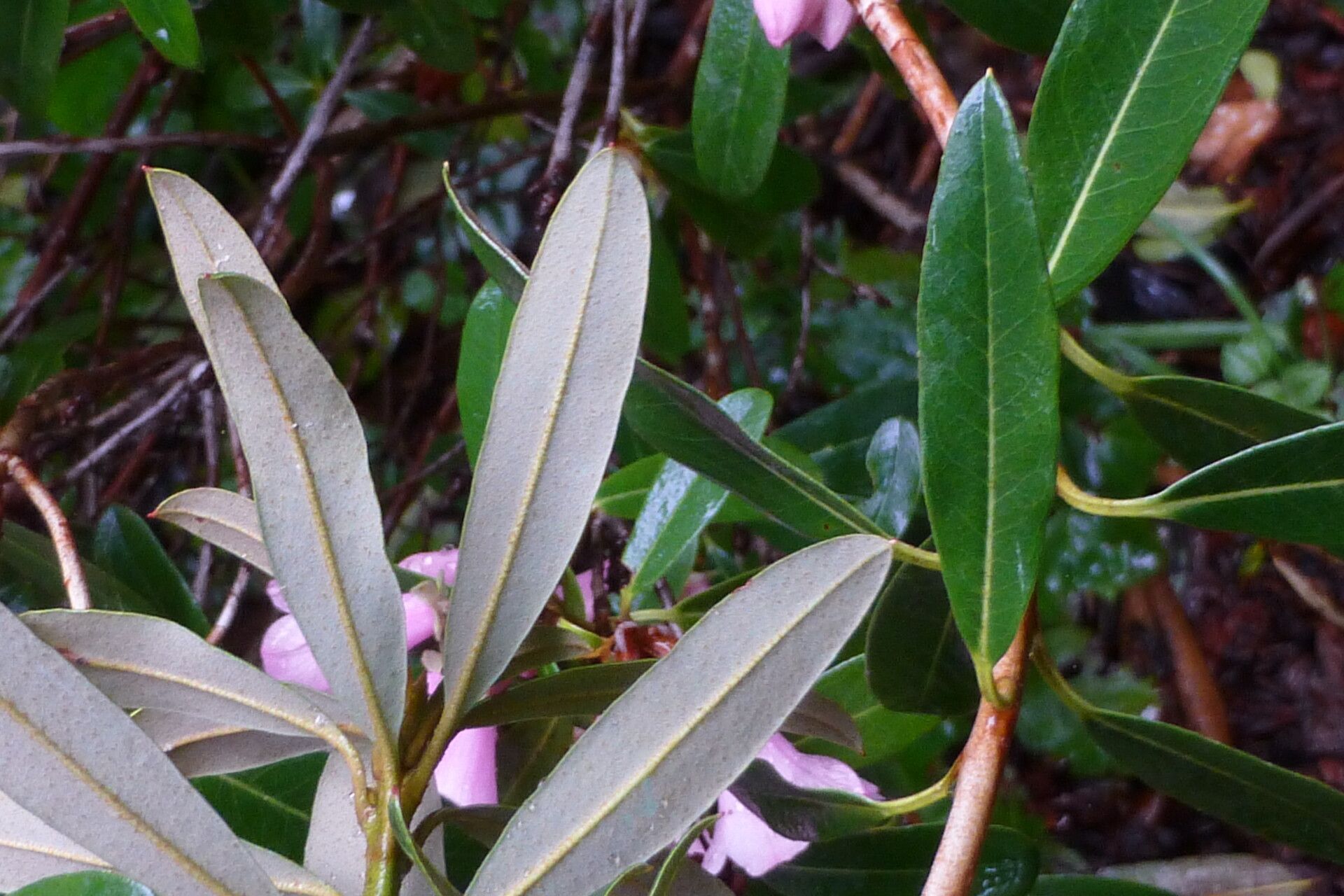 Rhododendron tephropeplum — houseplant care guide