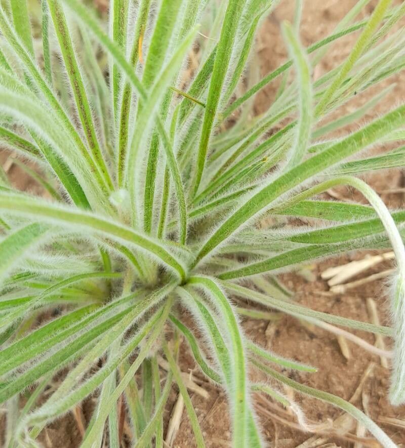 Plantago patagonica — search result for 'Plantago'