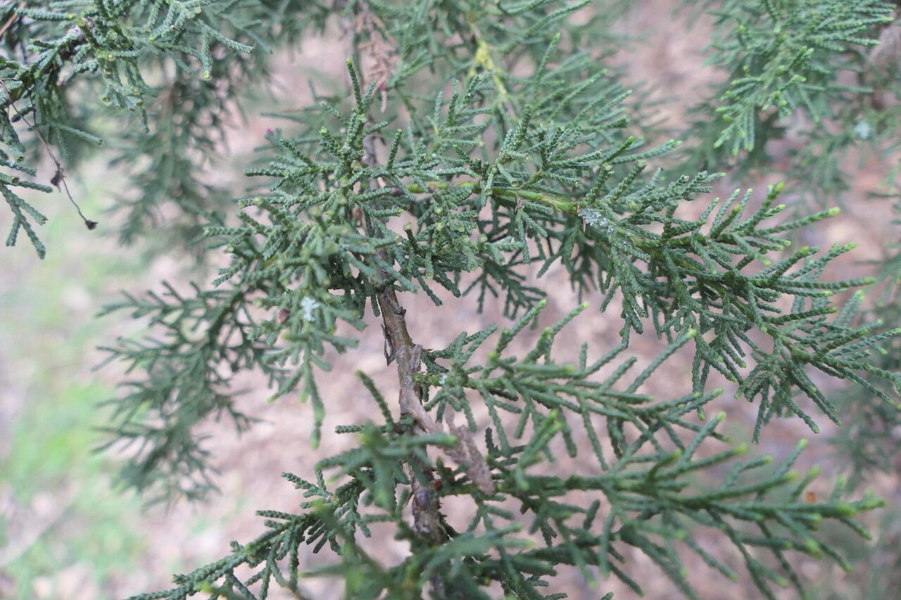 Hesperocyparis abramsiana — related species from the same genus