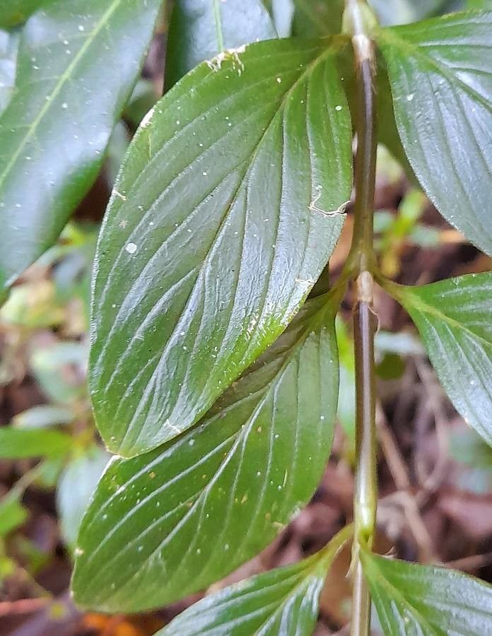 Spermacoce valens — houseplant care guide