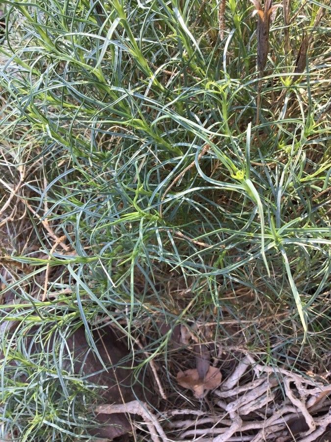 Dianthus broteroi — houseplant care guide