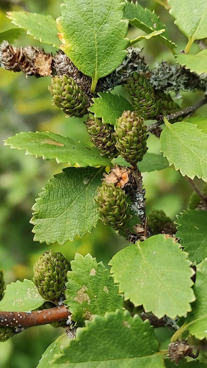 Betula humilis fruit