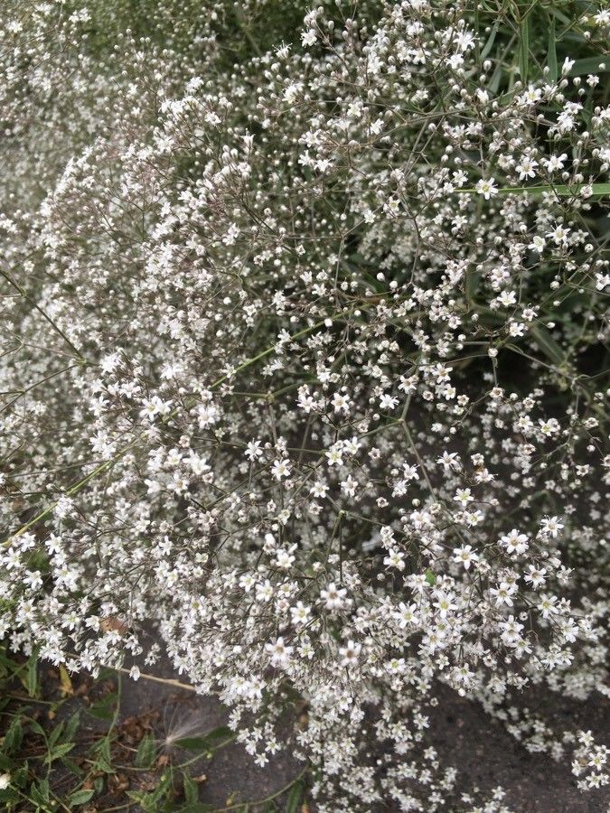 Gypsophila oldhamiana flower