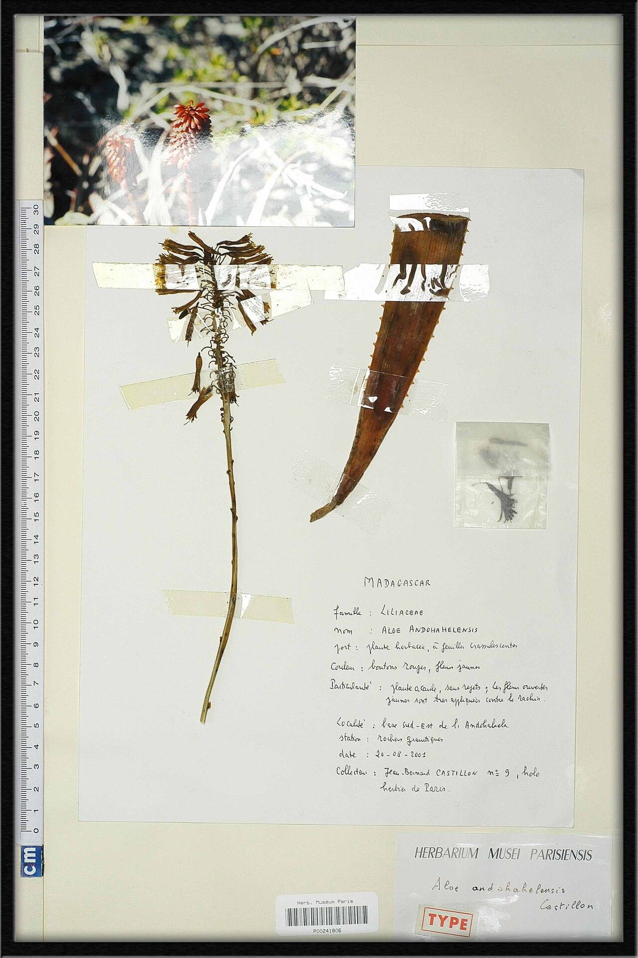 Aloe teissieri — houseplant care guide