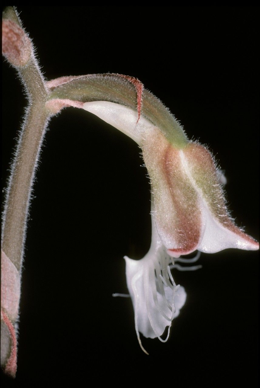 Anoectochilus geniculatus flower