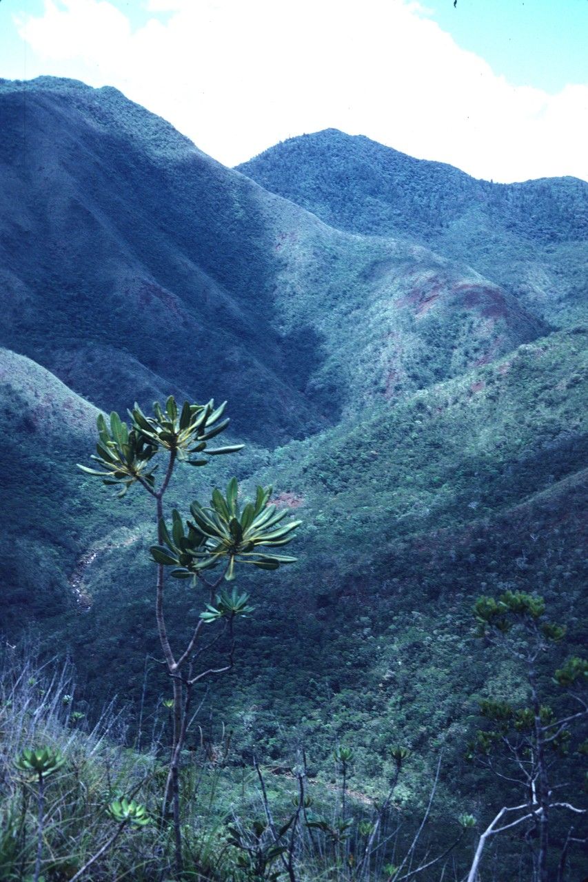 Plerandra pachyphylla habit