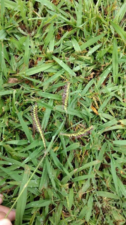 Paspalum distichum fruit