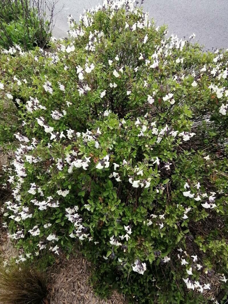 Antirrhinum sempervirens habit