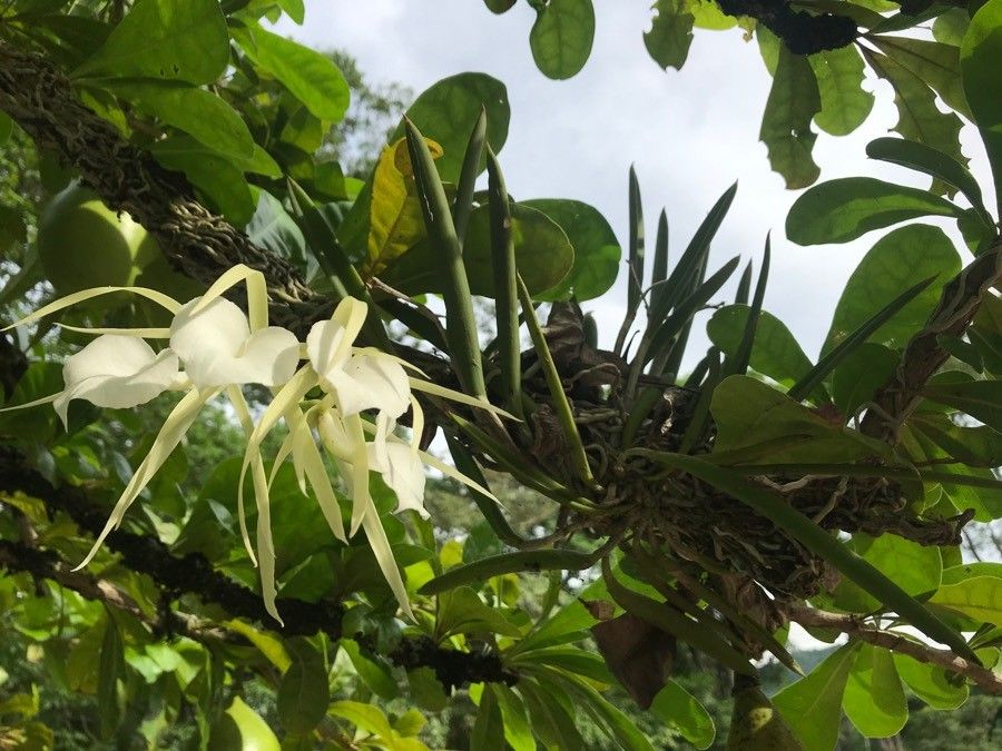 Brassavola acaulis — related species from the same genus