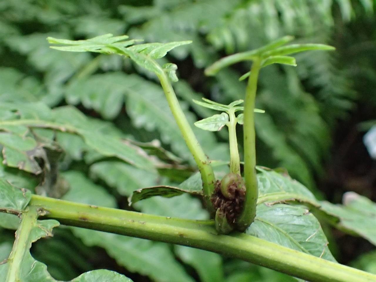 Diplazium proliferum fruit