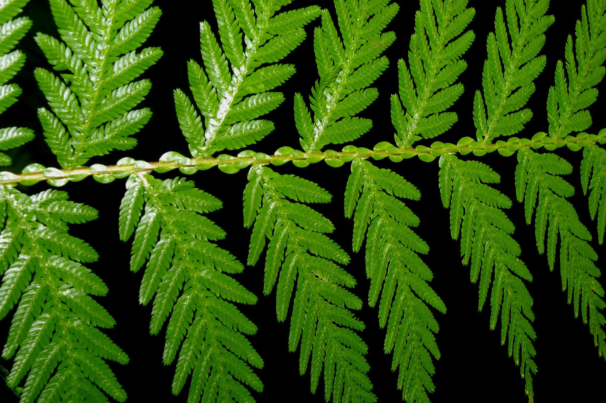 Selaginella exaltata — houseplant care guide