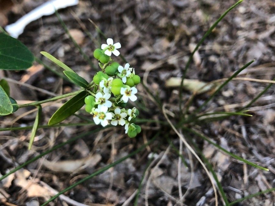 Euphorbia corollata habit