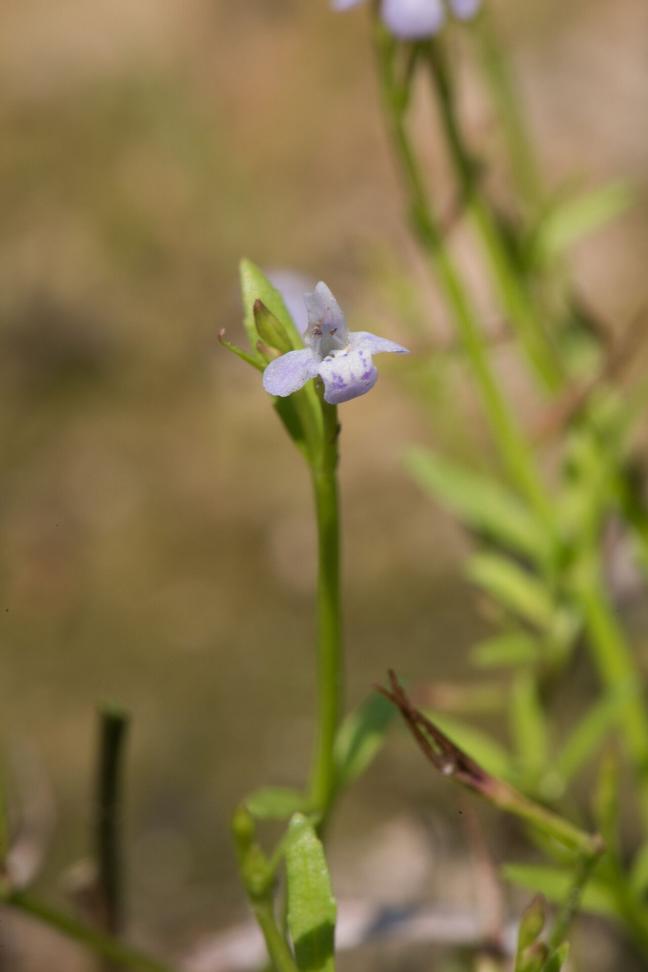 Bonnaya tenuifolia — related species from the same genus