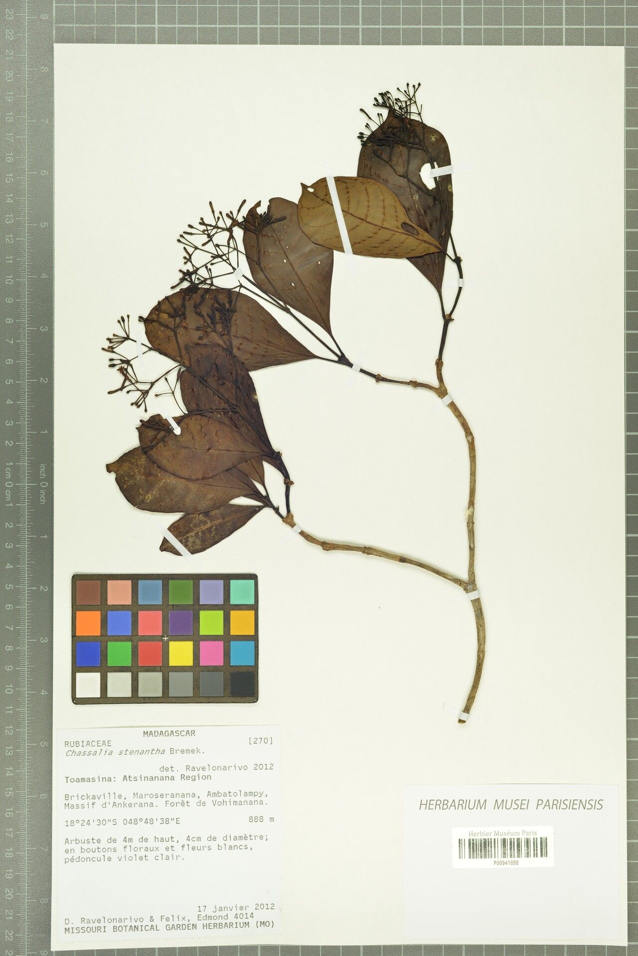 Chassalia stenantha — houseplant care guide