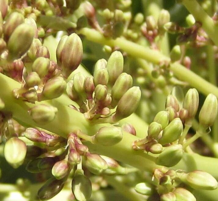 Dracaena caboverdeana flower