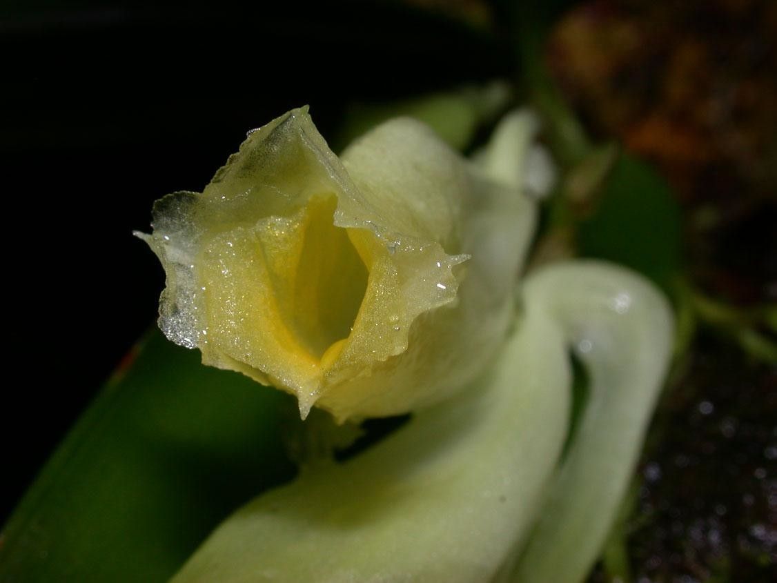 Rodriguezia compacta flower