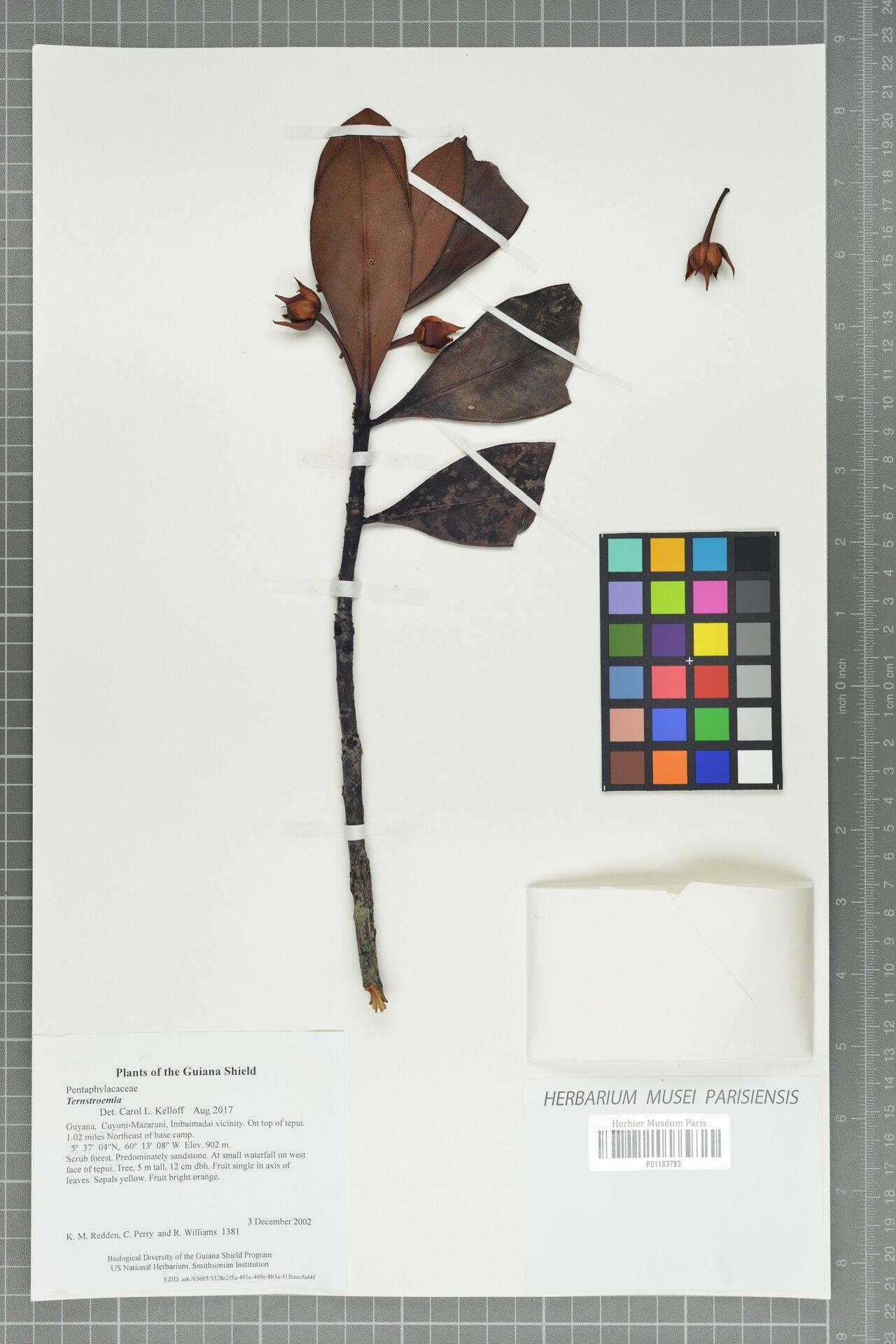 Ternstroemia pungens — houseplant care guide