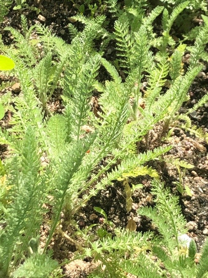 Achillea crithmifolia — search result for 'Achillea'