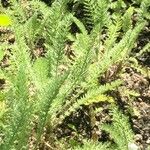 Achillea crithmifolia