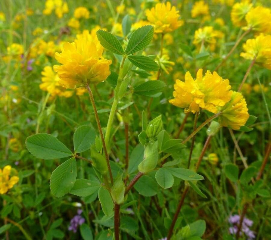 Trifolium velenovskyi flower