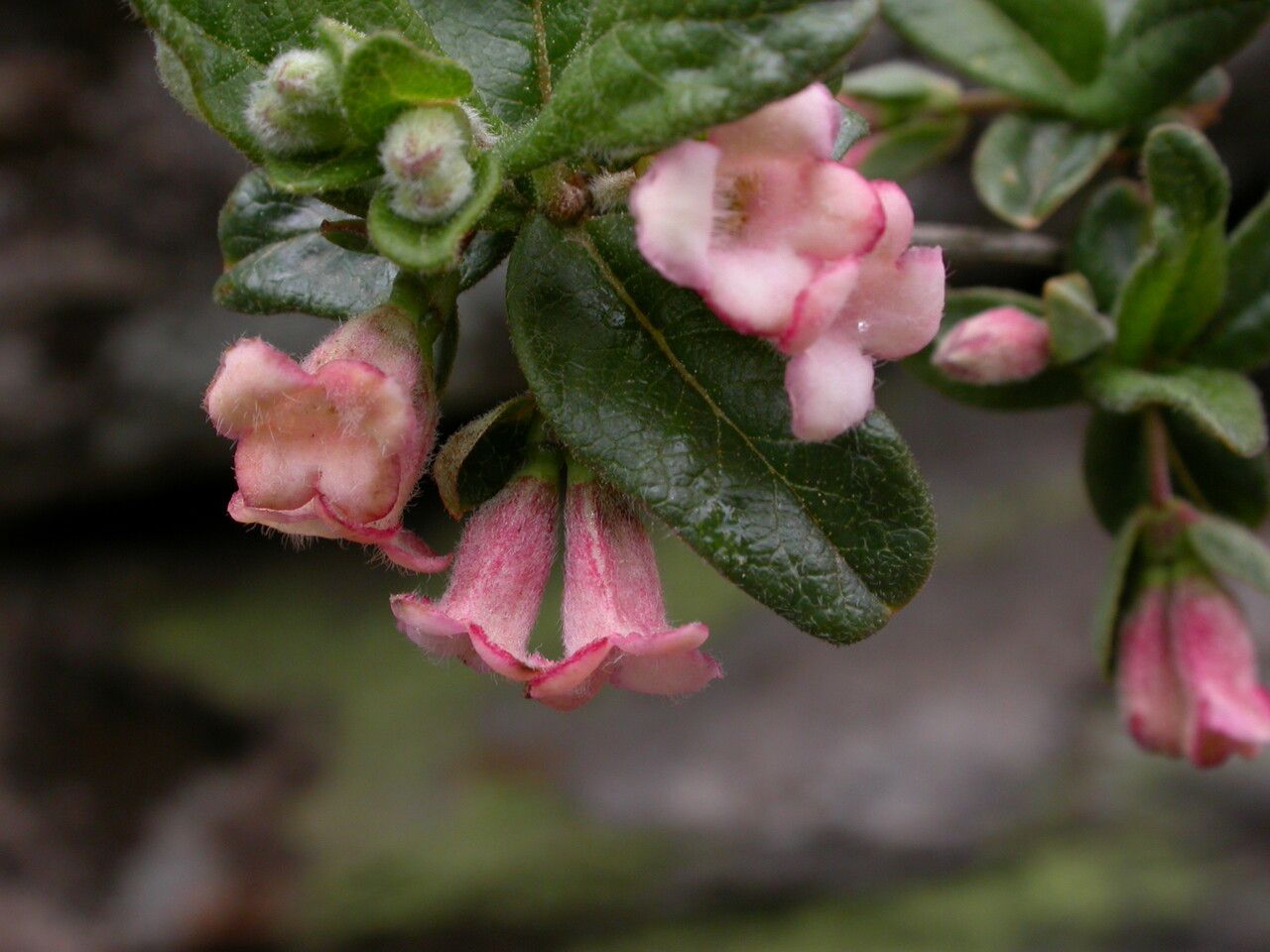 Lonicera tomentella habit