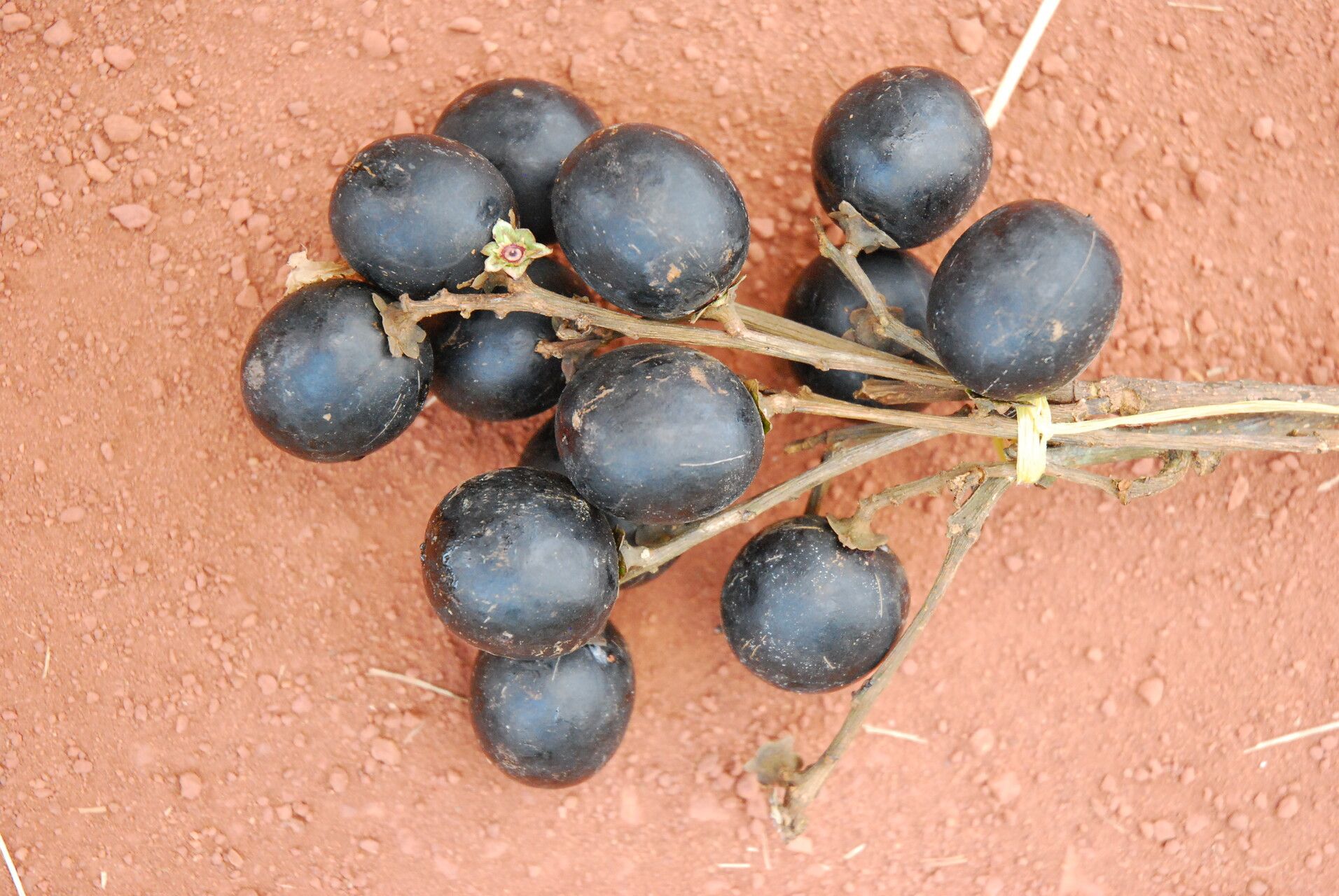 Pachylobus macrophyllus fruit