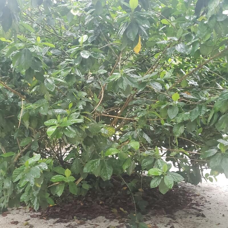 Pavonia alnifolia habit