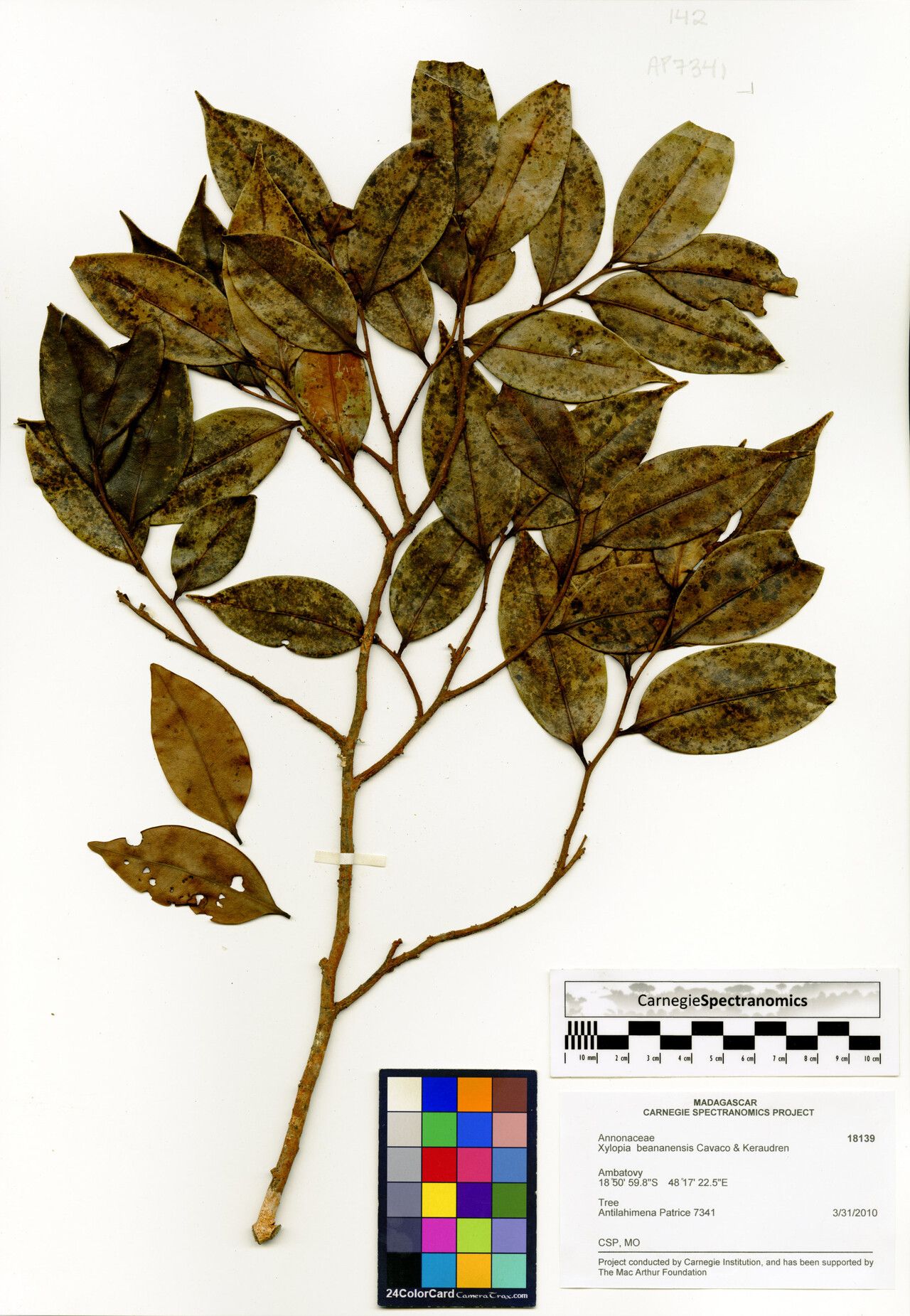 Xylopia beananensis — search result for 'Xylopia'