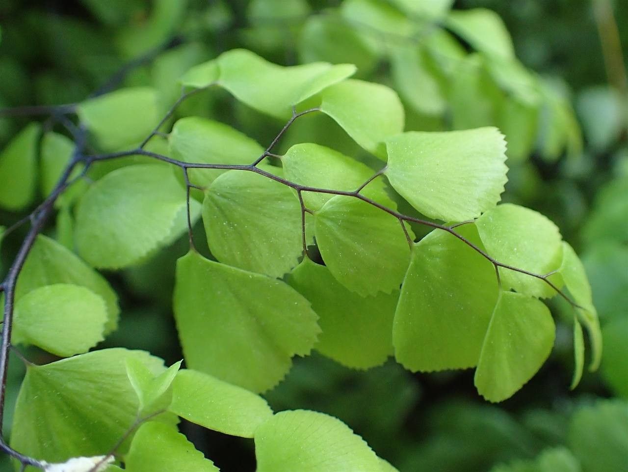 Adiantum venustum leaf
