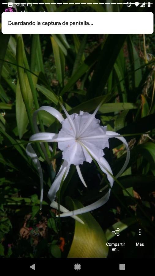 Hymenocallis occidentalis — search result for 'Amaryllidaceae'