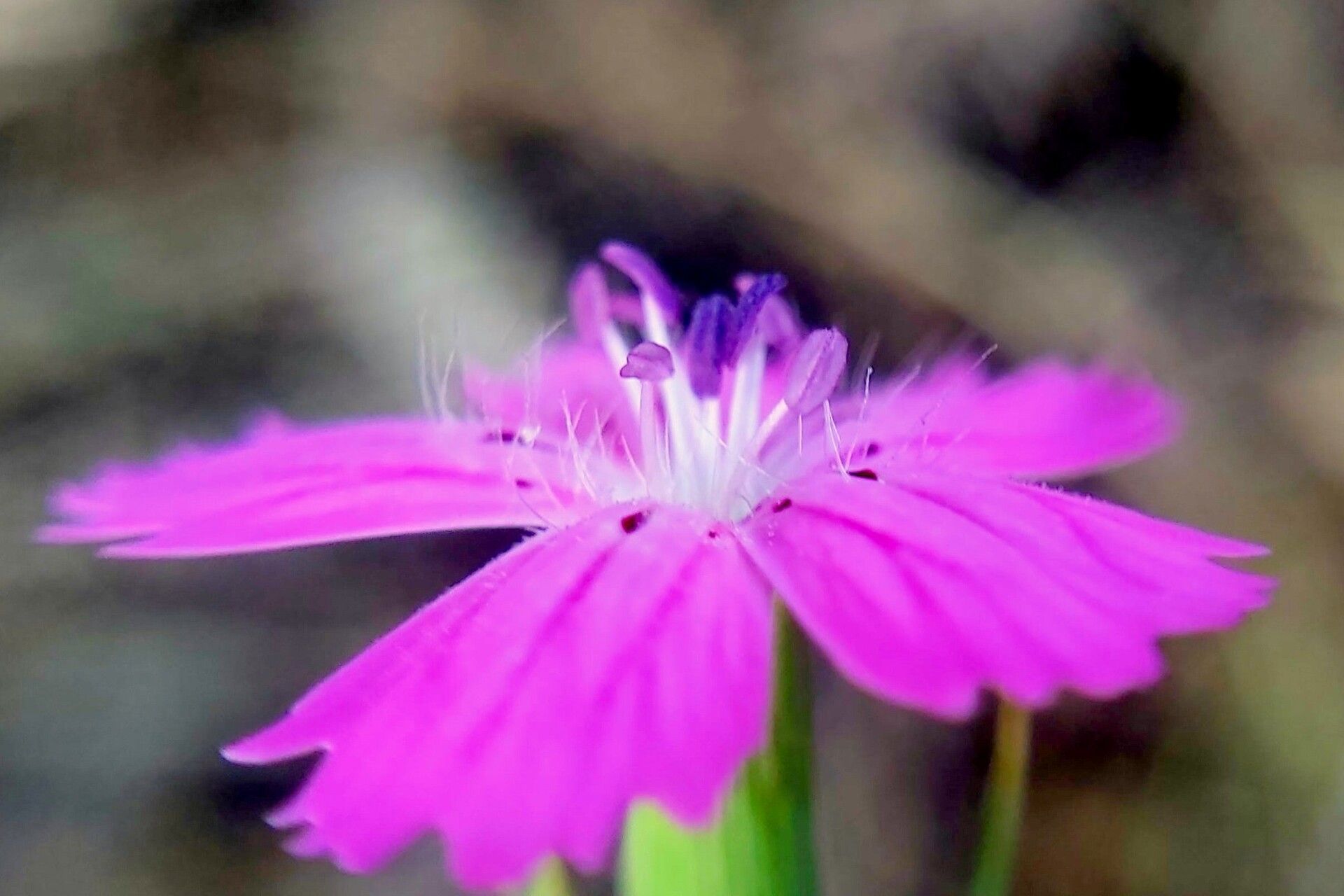 Dianthus roseoluteus flower