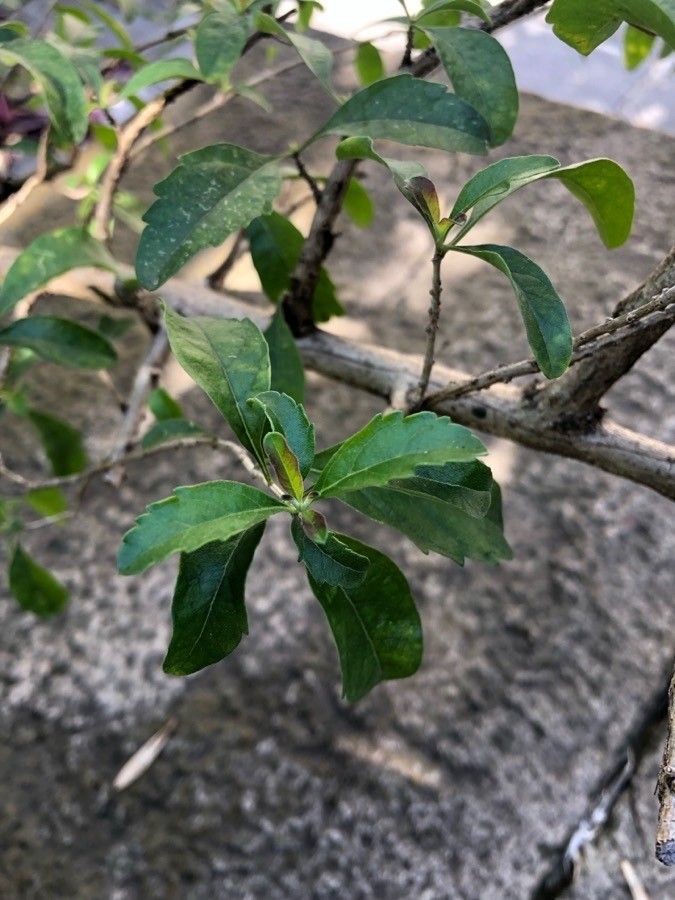 Aloysia gratissima leaf