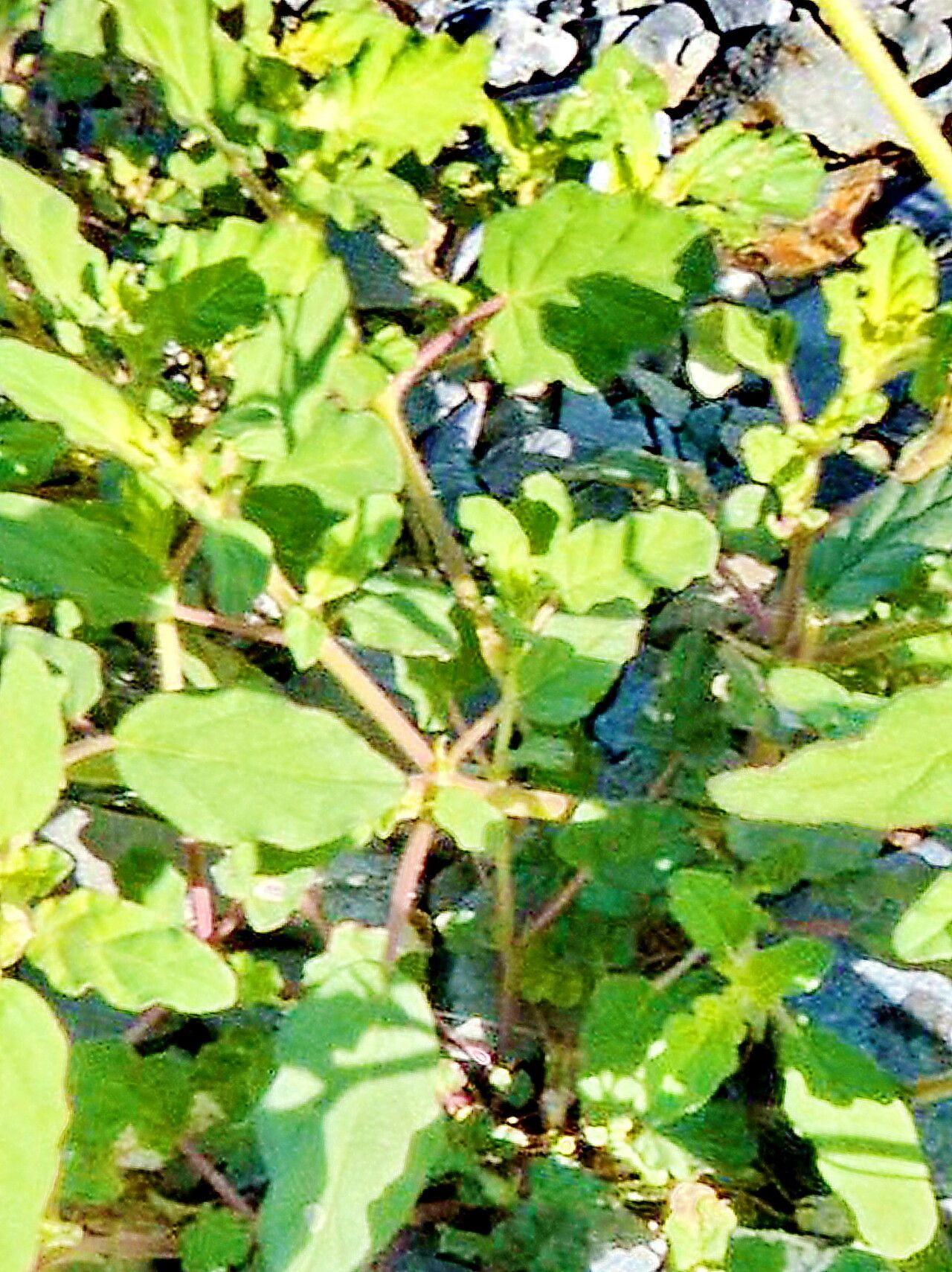 Boerhavia wrightii — search result for 'Boerhavia'