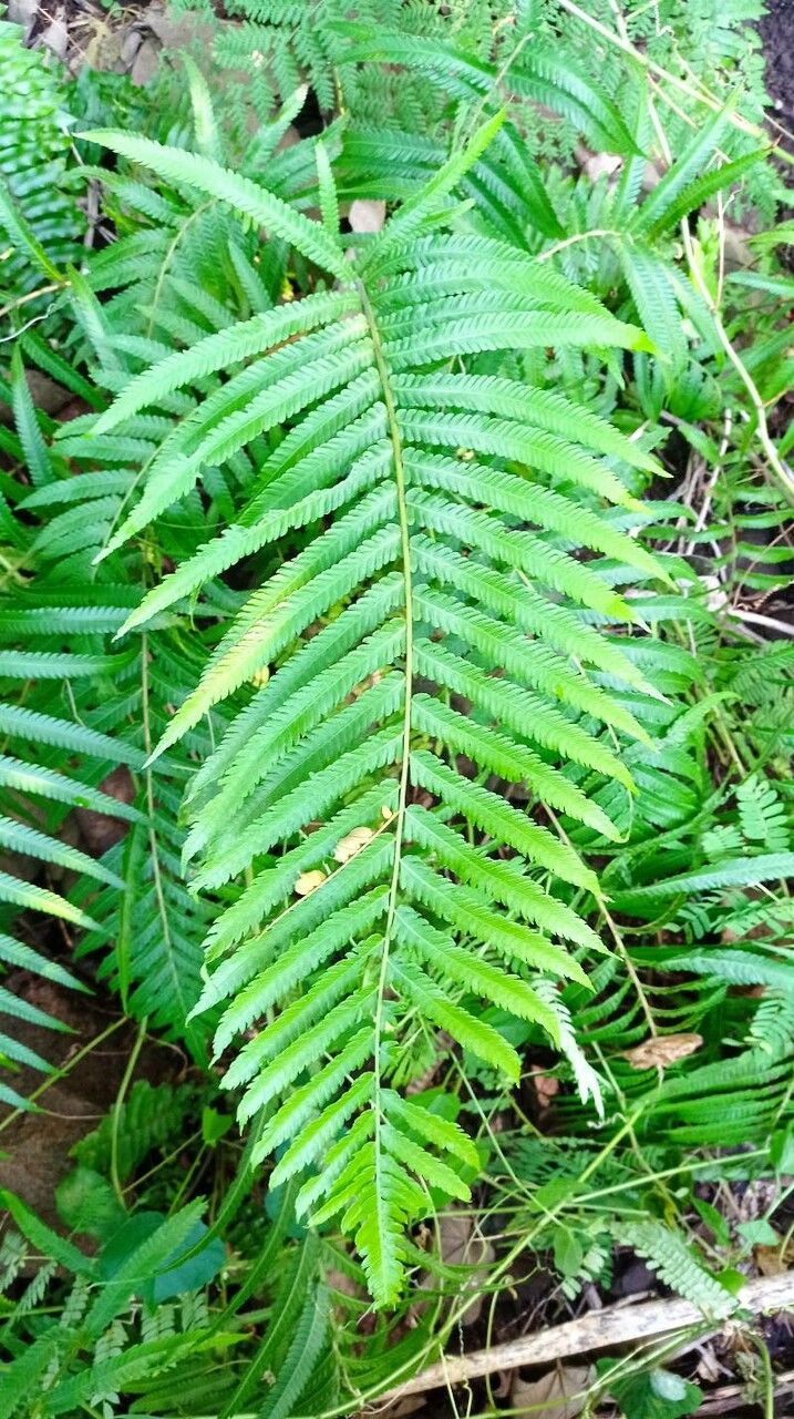 Thelypteris forsteri — search result for 'Thelypteris'