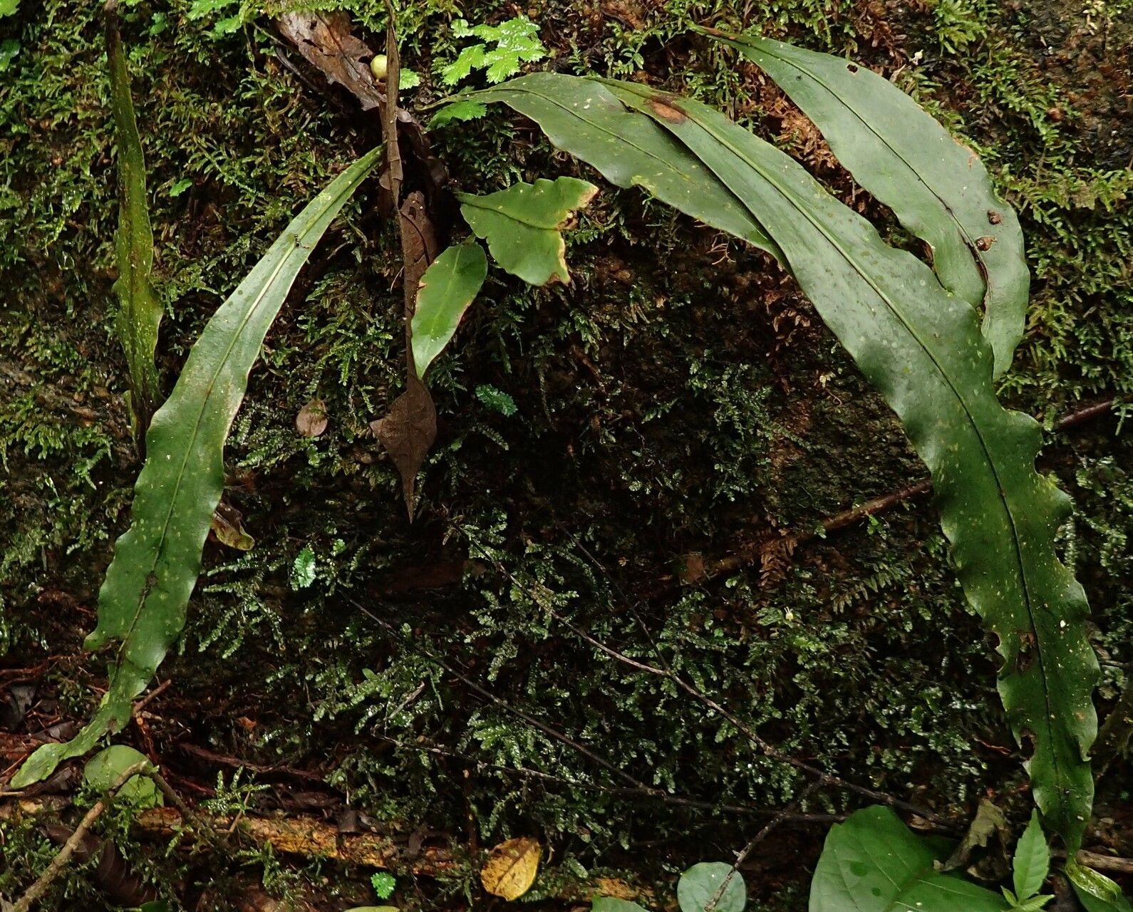 Loxogramme abyssinica habit