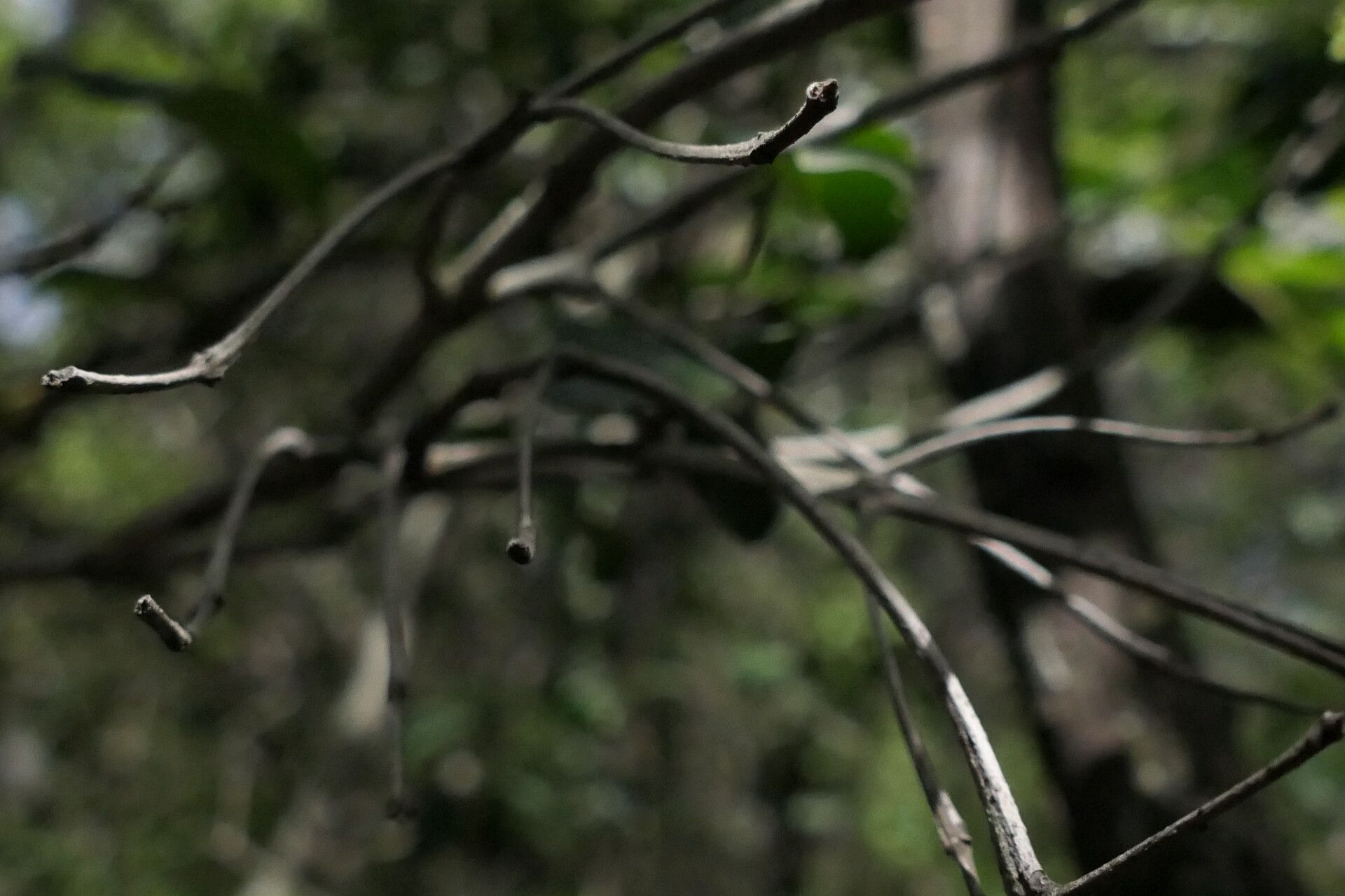 Pterocelastrus echinatus bark