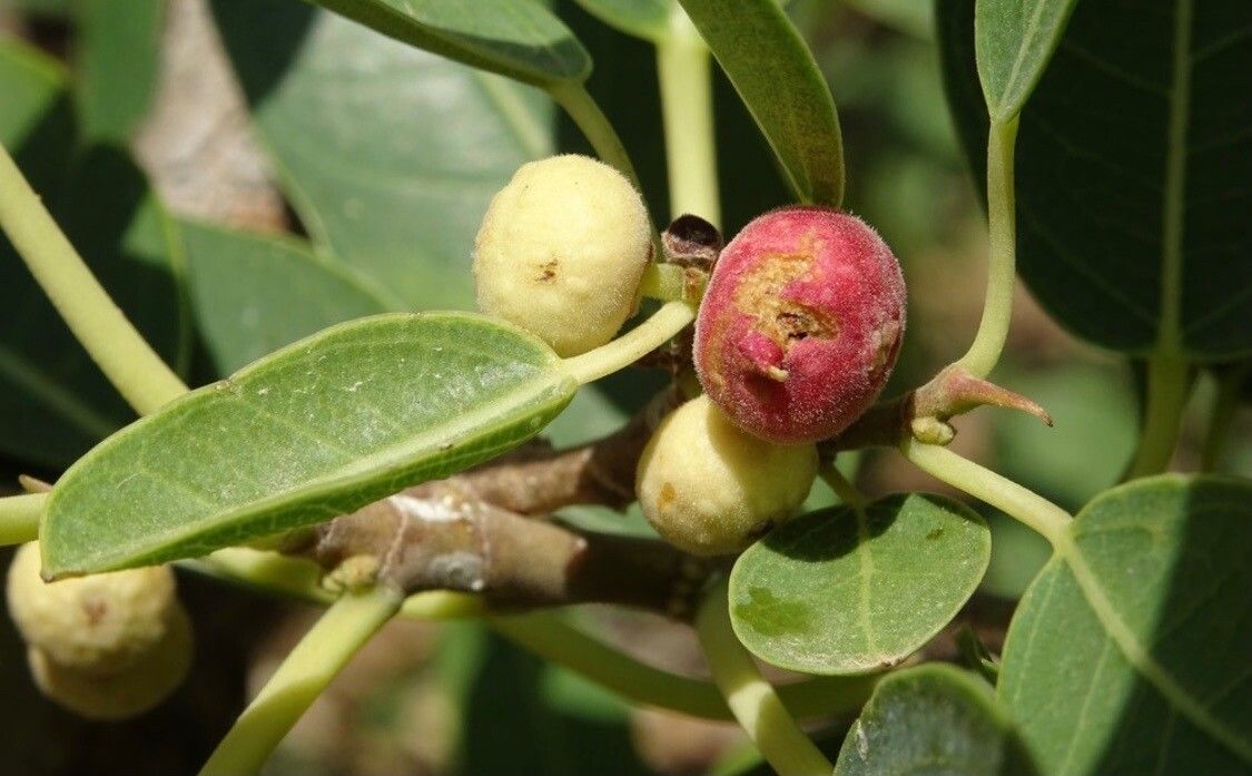 Ficus cordata fruit