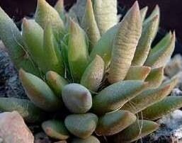 Anacampseros lanceolata leaf