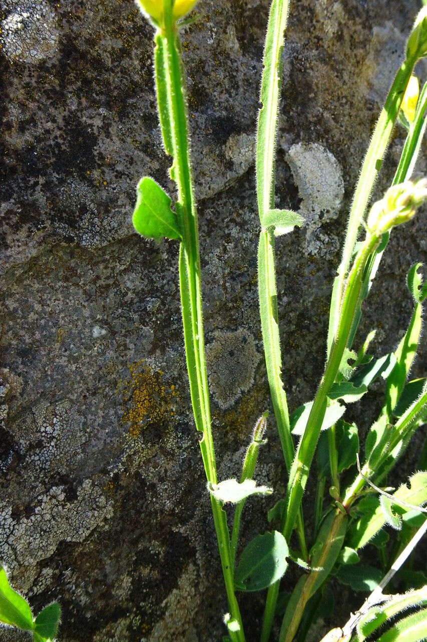 Genista sagittalis leaf