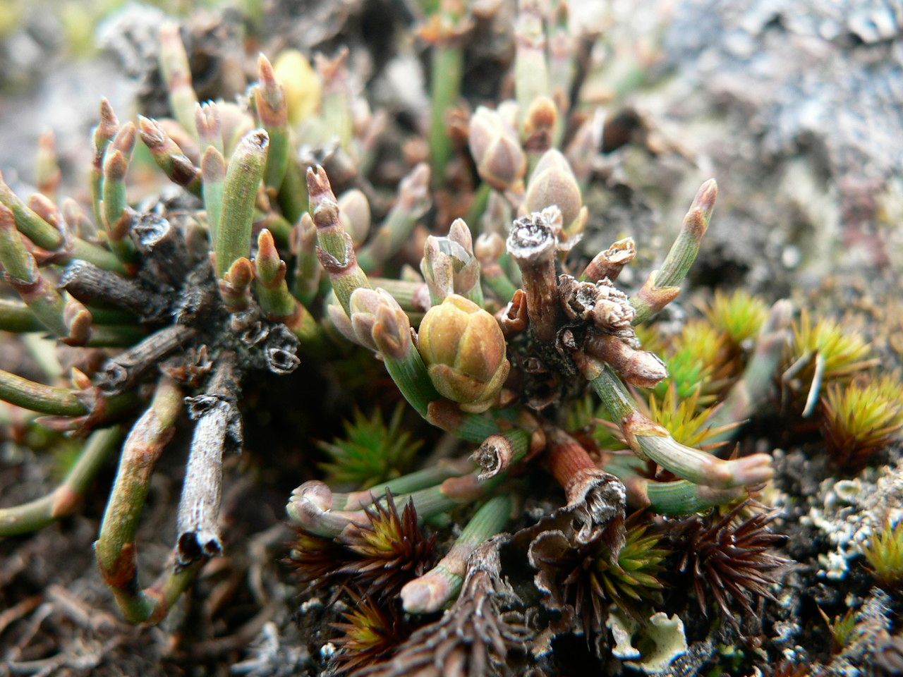 Ephedra rupestris flower