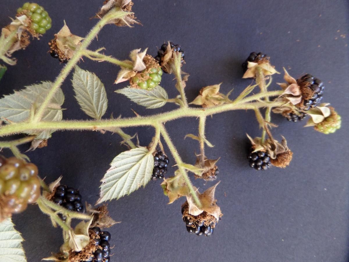 Rubus koehleri fruit