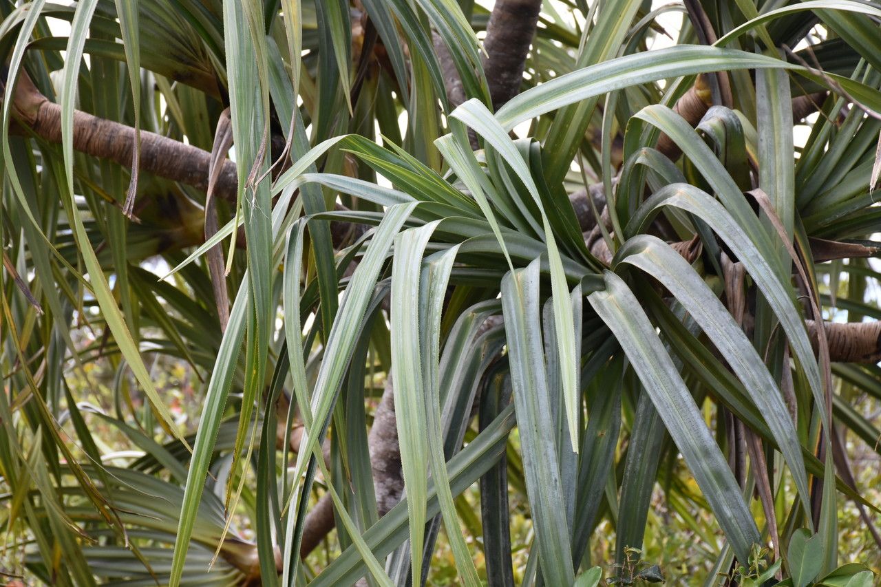 Pandanus eydouxia — search result for 'Pandanus'