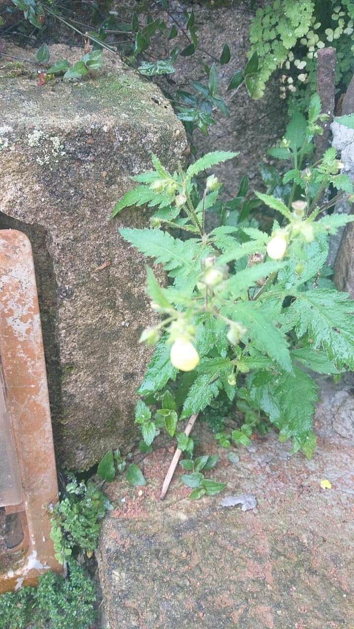 Calceolaria tripartita leaf