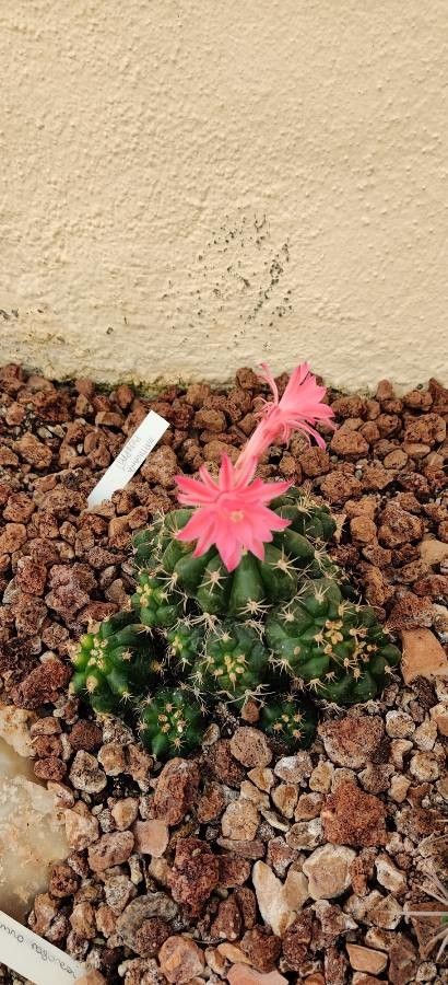 Matucana pujupatii — houseplant care guide