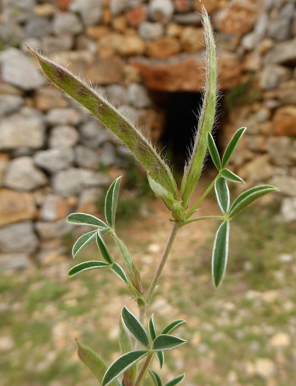 Argyrolobium zanonii fruit